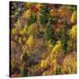 Fall foliage, Stevens Pass Area, WA.-Michel Hersen-Stretched Canvas
