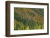 Fall foliage, Stevens Pass Area, WA.-Michel Hersen-Framed Photographic Print