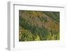 Fall foliage, Stevens Pass Area, WA.-Michel Hersen-Framed Photographic Print