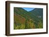 Fall foliage, Stevens Pass, Wenatchee National Forest, Washington State, USA-Michel Hersen-Framed Photographic Print