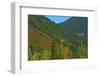 Fall foliage, Stevens Pass, Wenatchee National Forest, Washington State, USA-Michel Hersen-Framed Photographic Print