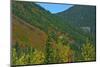 Fall foliage, Stevens Pass, Wenatchee National Forest, Washington State, USA-Michel Hersen-Mounted Photographic Print