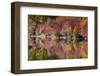 Fall foliage, White River Area, Wenatchee National Forest, WA.-Michel Hersen-Framed Photographic Print