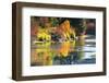 Fall foliage, White River Area, Wenatchee National Forest, WA.-Michel Hersen-Framed Photographic Print