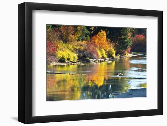 Fall foliage, White River Area, Wenatchee National Forest, WA.-Michel Hersen-Framed Photographic Print