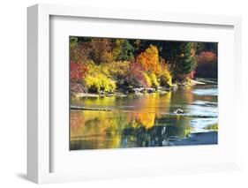 Fall foliage, White River Area, Wenatchee National Forest, WA.-Michel Hersen-Framed Photographic Print