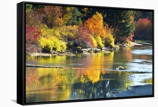 Fall foliage, White River Area, Wenatchee National Forest, WA.-Michel Hersen-Framed Stretched Canvas