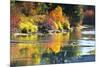 Fall foliage, White River Area, Wenatchee National Forest, WA.-Michel Hersen-Mounted Photographic Print