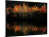 Fall Foliage with Reflections, New Hampshire, USA-Joanne Wells-Mounted Photographic Print
