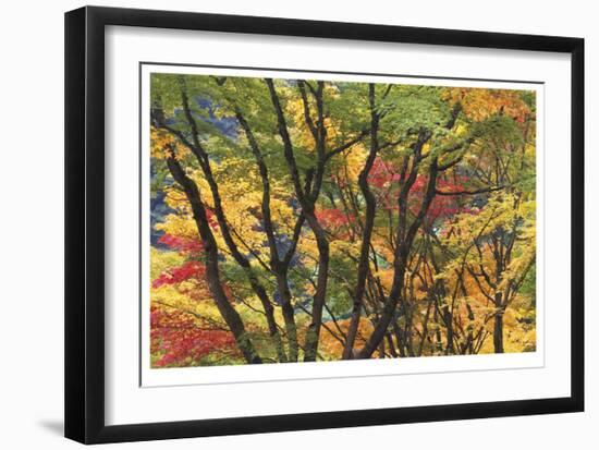 Fall Foliage-Donald Paulson-Framed Giclee Print