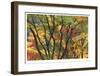 Fall Foliage-Donald Paulson-Framed Giclee Print