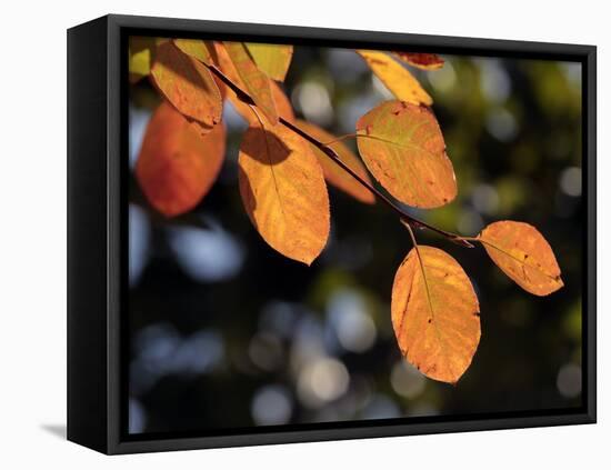 Fall Foliage-Chuck Burton-Framed Stretched Canvas