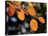 Fall Foliage-Chuck Burton-Stretched Canvas