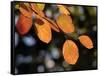 Fall Foliage-Chuck Burton-Framed Stretched Canvas