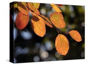 Fall Foliage-Chuck Burton-Stretched Canvas