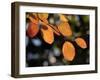 Fall Foliage-Chuck Burton-Framed Photographic Print