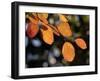 Fall Foliage-Chuck Burton-Framed Photographic Print