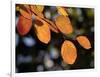 Fall Foliage-Chuck Burton-Framed Photographic Print