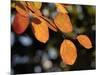 Fall Foliage-Chuck Burton-Mounted Photographic Print