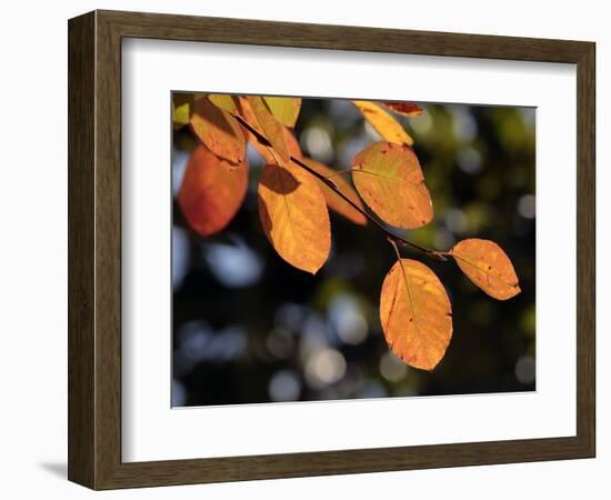 Fall Foliage-Chuck Burton-Framed Photographic Print