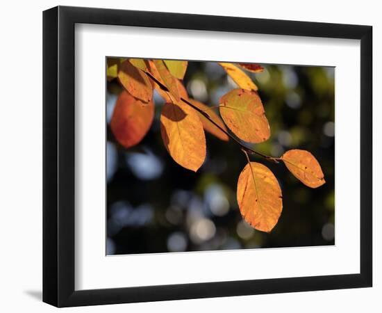 Fall Foliage-Chuck Burton-Framed Photographic Print