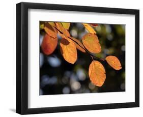 Fall Foliage-Chuck Burton-Framed Photographic Print