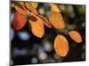 Fall Foliage-Chuck Burton-Mounted Photographic Print