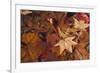 Fall foliage-Anna Miller-Framed Photographic Print