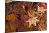 Fall foliage-Anna Miller-Mounted Photographic Print