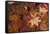 Fall foliage-Anna Miller-Framed Stretched Canvas