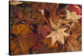 Fall foliage-Anna Miller-Stretched Canvas