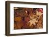 Fall foliage-Anna Miller-Framed Photographic Print