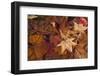 Fall foliage-Anna Miller-Framed Photographic Print