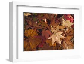 Fall foliage-Anna Miller-Framed Photographic Print