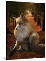 Fall Fox-Tina Lavoie-Stretched Canvas