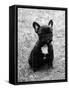 Fall, French Bulldog, Pup-Thomas Fall-Framed Stretched Canvas