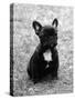 Fall, French Bulldog, Pup-Thomas Fall-Stretched Canvas