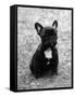 Fall, French Bulldog, Pup-Thomas Fall-Framed Stretched Canvas