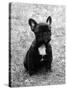 Fall, French Bulldog, Pup-Thomas Fall-Stretched Canvas