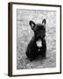 Fall, French Bulldog, Pup-Thomas Fall-Framed Photographic Print