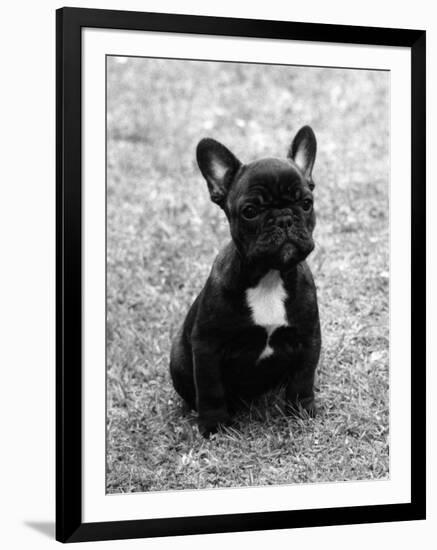 Fall, French Bulldog, Pup-Thomas Fall-Framed Photographic Print