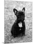 Fall, French Bulldog, Pup-Thomas Fall-Mounted Photographic Print