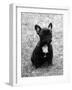 Fall, French Bulldog, Pup-Thomas Fall-Framed Photographic Print