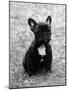 Fall, French Bulldog, Pup-Thomas Fall-Mounted Photographic Print