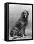 Fall, Golden Retriever, 36-Thomas Fall-Framed Stretched Canvas