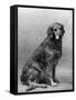 Fall, Golden Retriever, 36-Thomas Fall-Framed Stretched Canvas