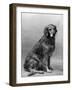 Fall, Golden Retriever, 36-Thomas Fall-Framed Photographic Print