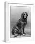 Fall, Golden Retriever, 36-Thomas Fall-Framed Photographic Print