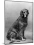 Fall, Golden Retriever, 36-Thomas Fall-Mounted Photographic Print