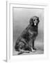 Fall, Golden Retriever, 36-Thomas Fall-Framed Photographic Print